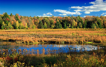 Nature, Trees, Sky, Autumn, Lake HD wallpaper