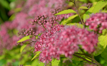 Plants, Flowers HD wallpaper