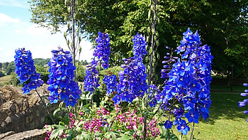 Wow! what how intense ..., Flowers, Nature, Bath, Blue HD wallpaper