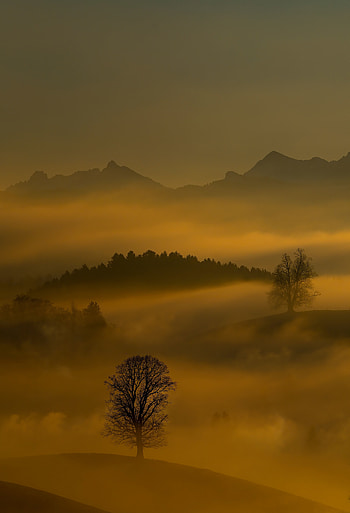 Dusky sunset, fog, horizon, forest HD phone wallpaper