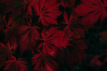 Leaf Dark Vignette Autumn Fall , leaf, dark, autumn, graphy, nature HD wallpaper