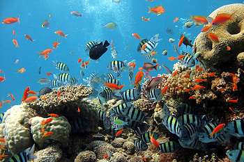 Tropical Fish, coral, fish, nature, water HD wallpaper