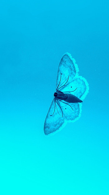 Blue Butterfly, Background HD phone wallpaper