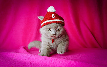 Animals, Sit, Kitty, Kitten, Cap, Kid, Tot HD wallpaper