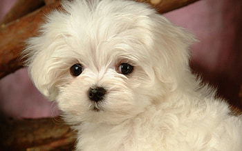 Bolognese Dog, Maltese puppies , Top HD wallpaper