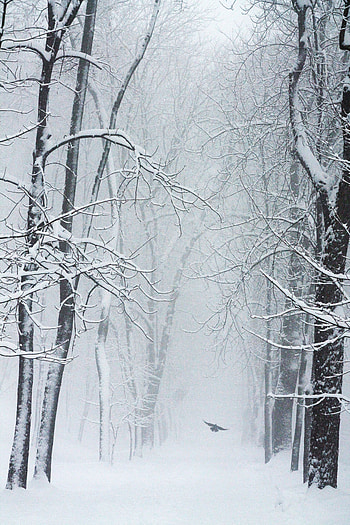 Winter, Nature, Trees, Snow, Bird, Snowstorm HD phone wallpaper