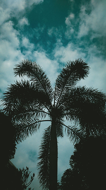 Nature, Sky, Twilight, Clouds, Palm, Branches, Dusk HD phone wallpaper