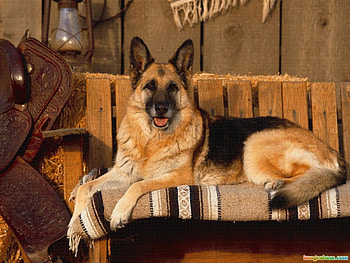 Animals, Dogs HD wallpaper