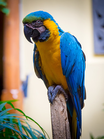 Animals, Parrots, Feather, Bright, Bird, Macaw HD phone wallpaper