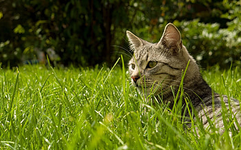 Animals, Grass, Cat, Striped, Hide HD wallpaper