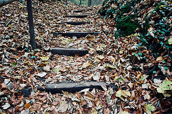 Nature, Autumn, Ladder, Stairs, Foliage HD wallpaper