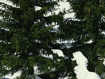 Nature, Snow, Branches, Ate HD wallpaper