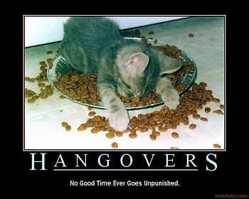 Hangover, cute, kitty, food, sleep HD wallpaper