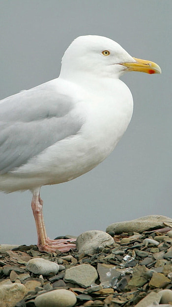 Glaucous, Ras Gulls HD phone wallpaper