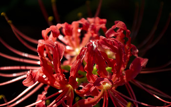 Interesting Flower, one, red, garden, beautiful, nature, flowers HD wallpaper