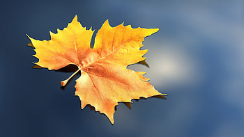 leaves, Nature's beauty, Backgrounds HD wallpaper