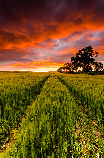 Nature, Trees, Sunset, Horizon, Field HD phone wallpaper