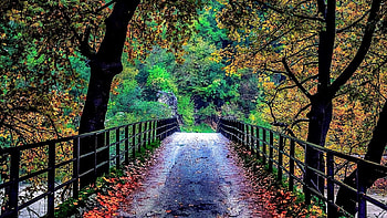 autumn bridge, river, trees, bridge, autumn HD wallpaper
