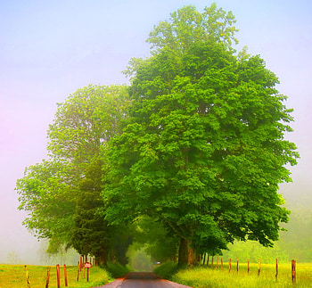 A little bit of forest, mist, blue sky, tunnel, fence, trees, grass, country HD wallpaper