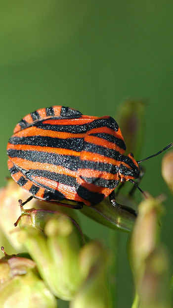 Beetle insect , Mobile backgrounds, Insect's armor, Exquisite details HD phone wallpaper