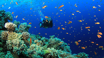 Coral reef, Diving HD wallpaper
