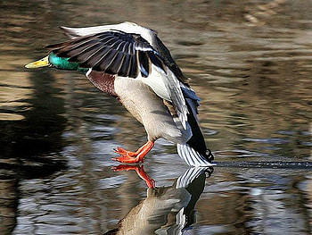 Beautiful Duck, cool, duck, beautiful HD wallpaper