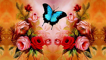 swallowtail and roses, blue, butterflies, swallowtail, roses HD wallpaper