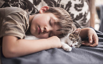 Very tired, sleep, kitten, pisici, boy, cute, cat, copil, child HD wallpaper
