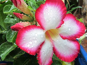 PINK AND WHITE FLOWER, PRETTY, FLOWER, NATURE HD wallpaper
