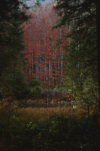 Nature, Trees, Autumn, Bush, Lake, Forest HD phone wallpaper