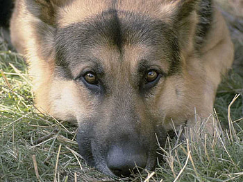 German Shepherd Up Close, dogs, nature, german shepherds, animals HD wallpaper