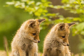 Fox, animal, nature, paw HD wallpaper