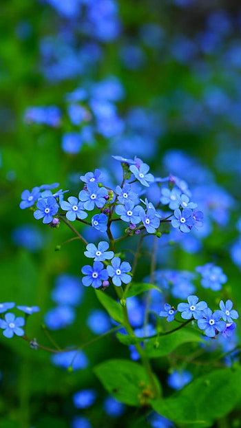 Forget-Me-Nots, blue flower, nature HD phone wallpaper
