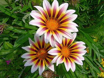 Three Flowers, beautiful, flowers, three HD wallpaper