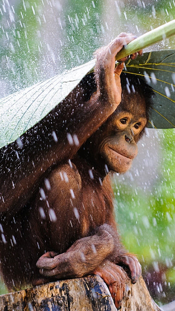 Orangutan, Nature's marvel, Primate world, Animal fascination HD phone wallpaper