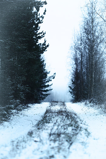 Winter, Nature, Snow, Road, Forest, Fog HD phone wallpaper