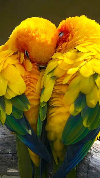 Lovebirds, Birds love, Colorful yellow HD phone wallpaper