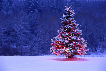 Landscape, Holidays, Trees, New Year, Fir-Trees, Christmas, Xmas HD wallpaper