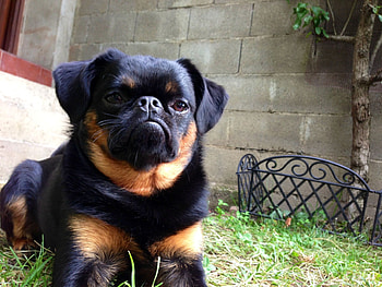 Brussels Griffon, Brabra the Griffon, Dog lover, Small dog breeds HD wallpaper