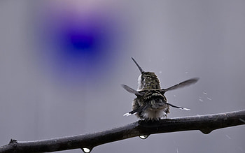 Animals, Humming-Birds, Bird, Spray, Branch HD wallpaper