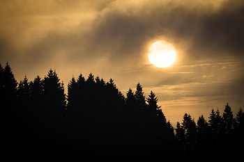 Nature, Trees, Sunset, Clouds, Spruce, Fir HD wallpaper