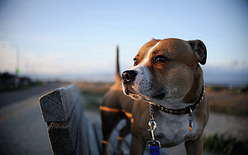 Animals, Dog, Muzzle, Collar HD wallpaper
