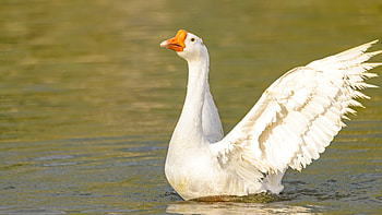 Goose symbolism, Totem bird, Spiritual meaning, Connection to nature HD wallpaper