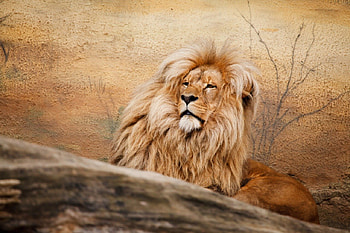 Lion!, animal, pride, lion, male HD wallpaper