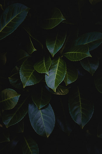 Leaves, Bush, Plant, Dark, Glossy HD phone wallpaper