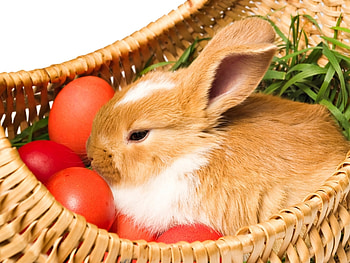 Animals, Rabbits HD wallpaper