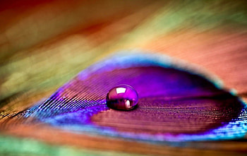 Peacock feather, blue, orange, pink, feather, drop, green, texture, peacock, water HD wallpaper