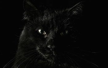 Animals, Cats HD wallpaper