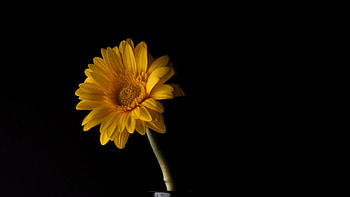 Yellow Gerbera Flower Petals Dark Black Background Flowers HD wallpaper