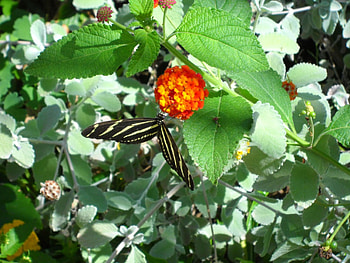 Zebra Butterfly, plant, butterfly, flower HD wallpaper